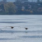 "vier Tiefflieger und ein Überflieger"