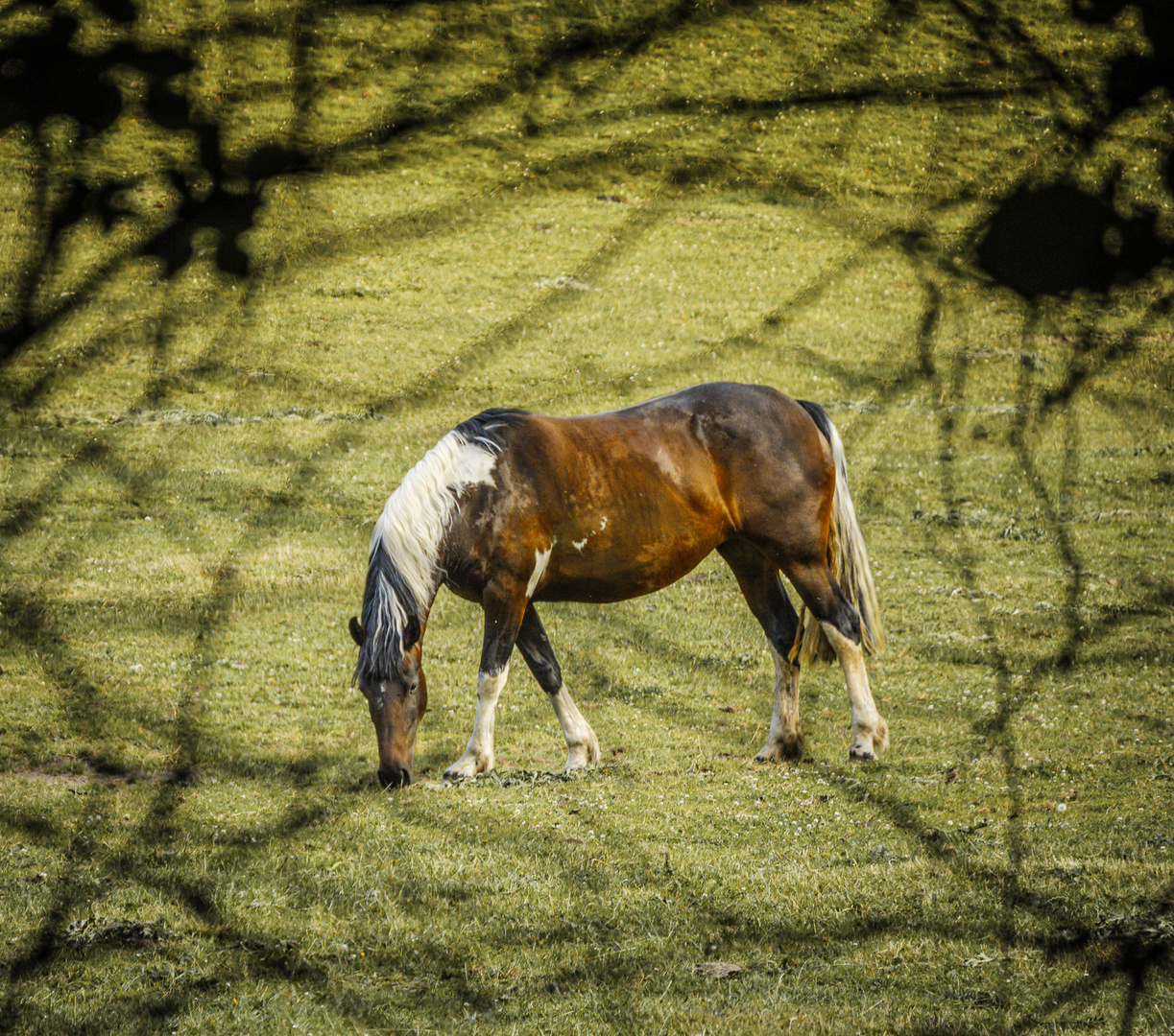 Vier- und Marschlande