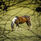 Vier- und Marschlande