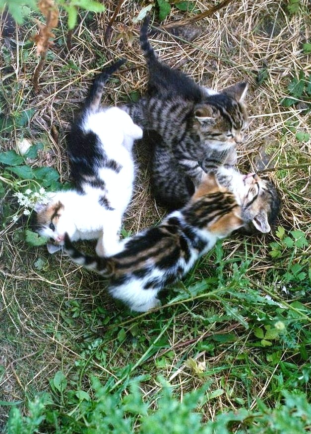 Vier verwilderte junge Katzen beim Spiel