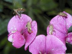 Vier Vierpunktige Zierwanzen - Begegnung auf der roten Wicke