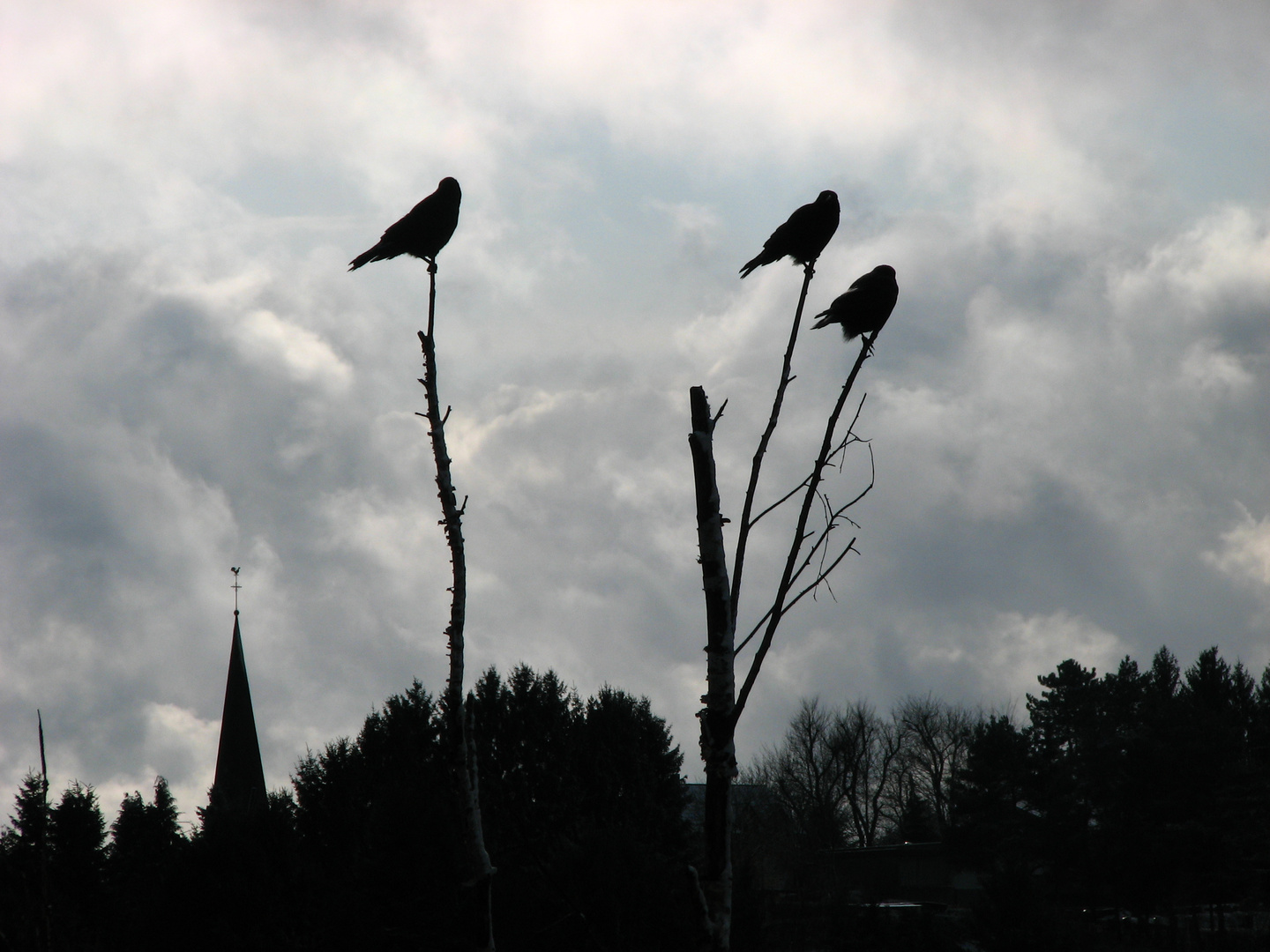 vier Vögel