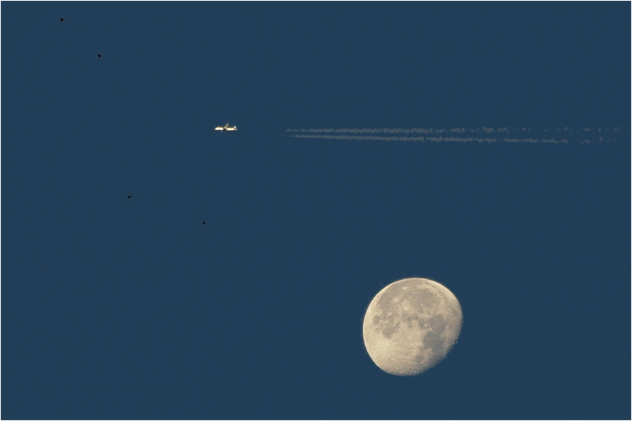 Vier Vögel, ein Flugzeug und ein Mond.