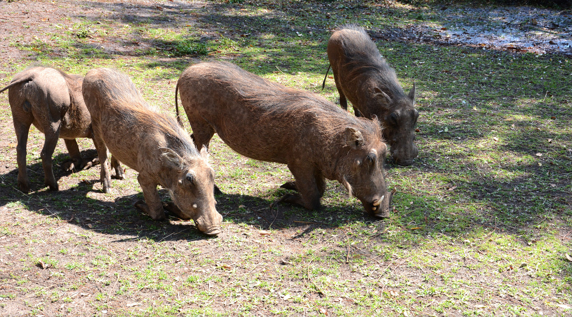 Vier Warzenschweine beim mühsamen Fressen