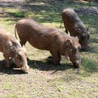 Vier Warzenschweine beim mühsamen Fressen