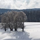 Vier winterliche Loipenwächter