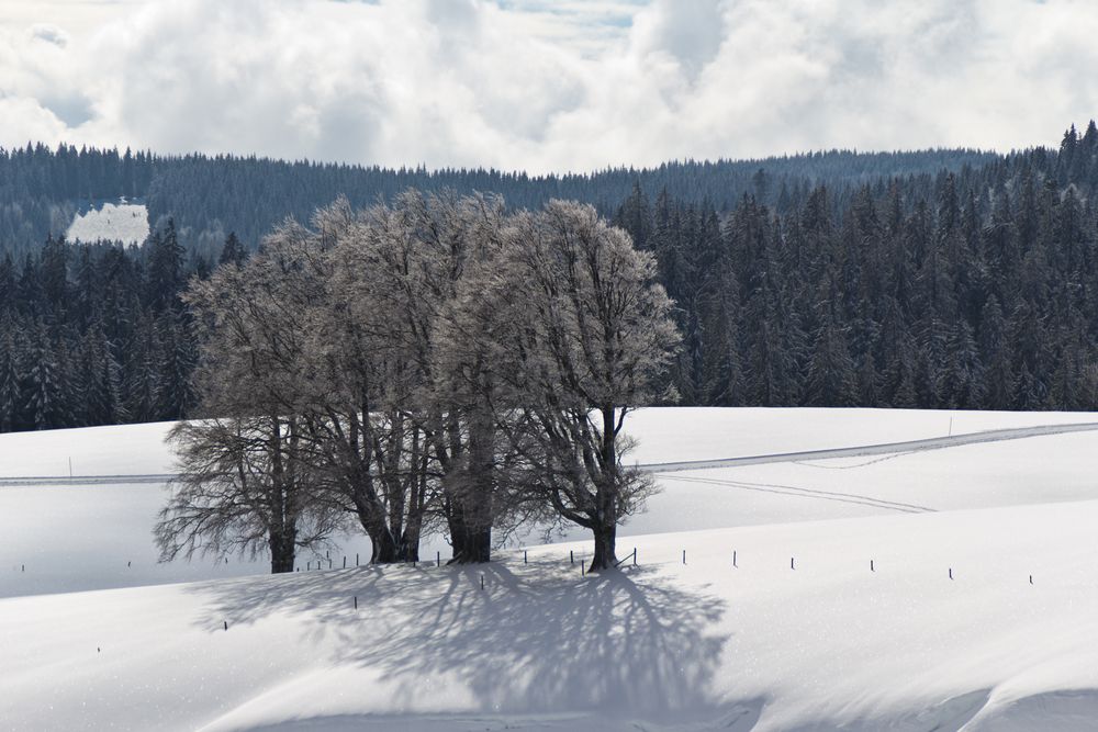 Vier winterliche Loipenwächter