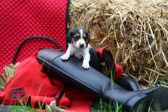 Vier Wochen alter Beagle auf Entdeckungstour