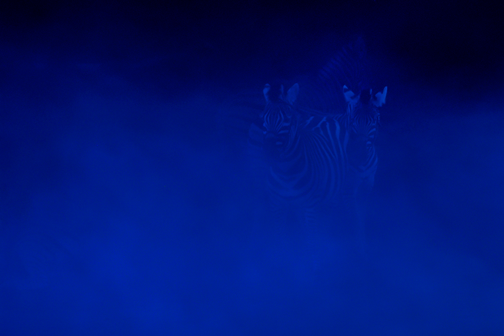 Vier Zebrae zur Blauen Stunde