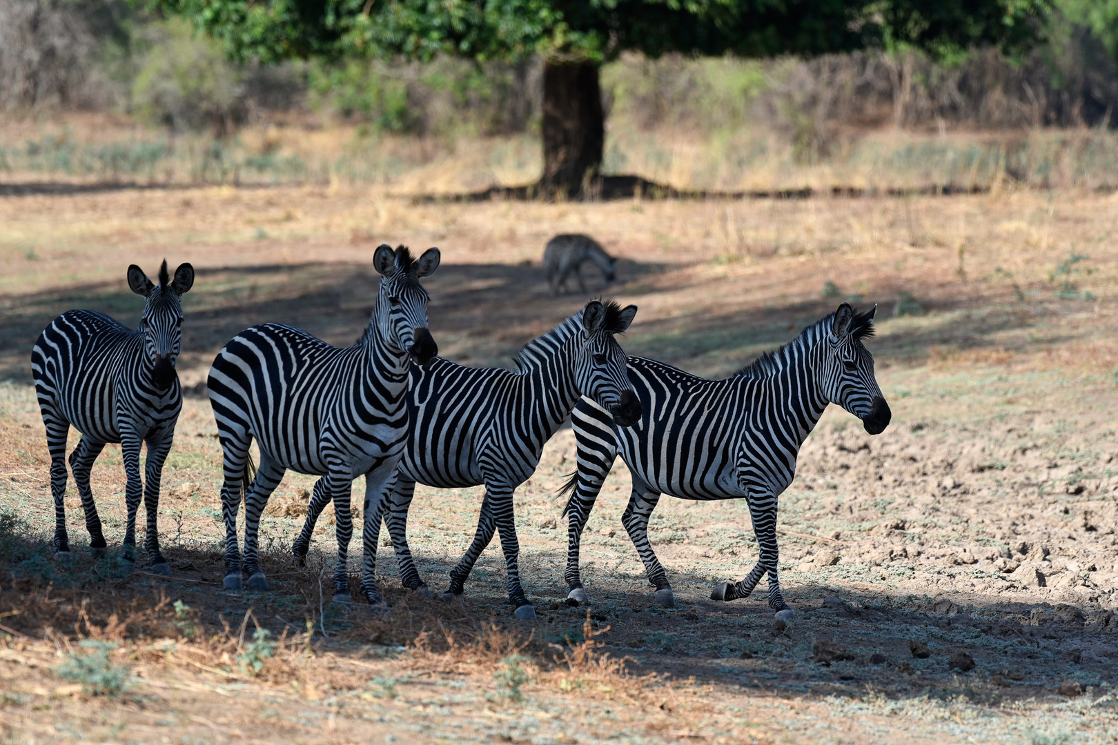 Vier Zebras und eine Tüpfelhyäne