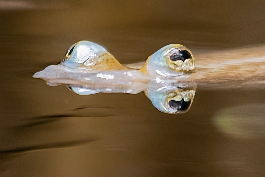 Vieraugenfisch - Detail