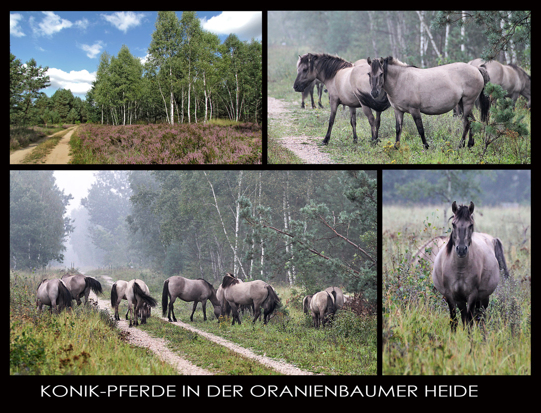 VIERBEINIGE LANDSCHAFTSPFLEGER