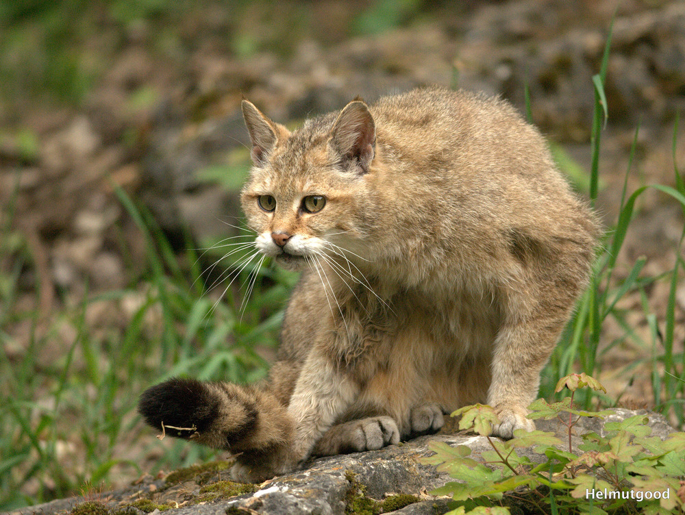 Vierbeinige Wildkatze