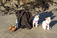 Vierbeiniger Besuch am Pazifikstrand - überstrahlte Hunde