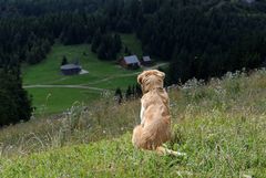 Vierbeiniger Gipfelstürmer