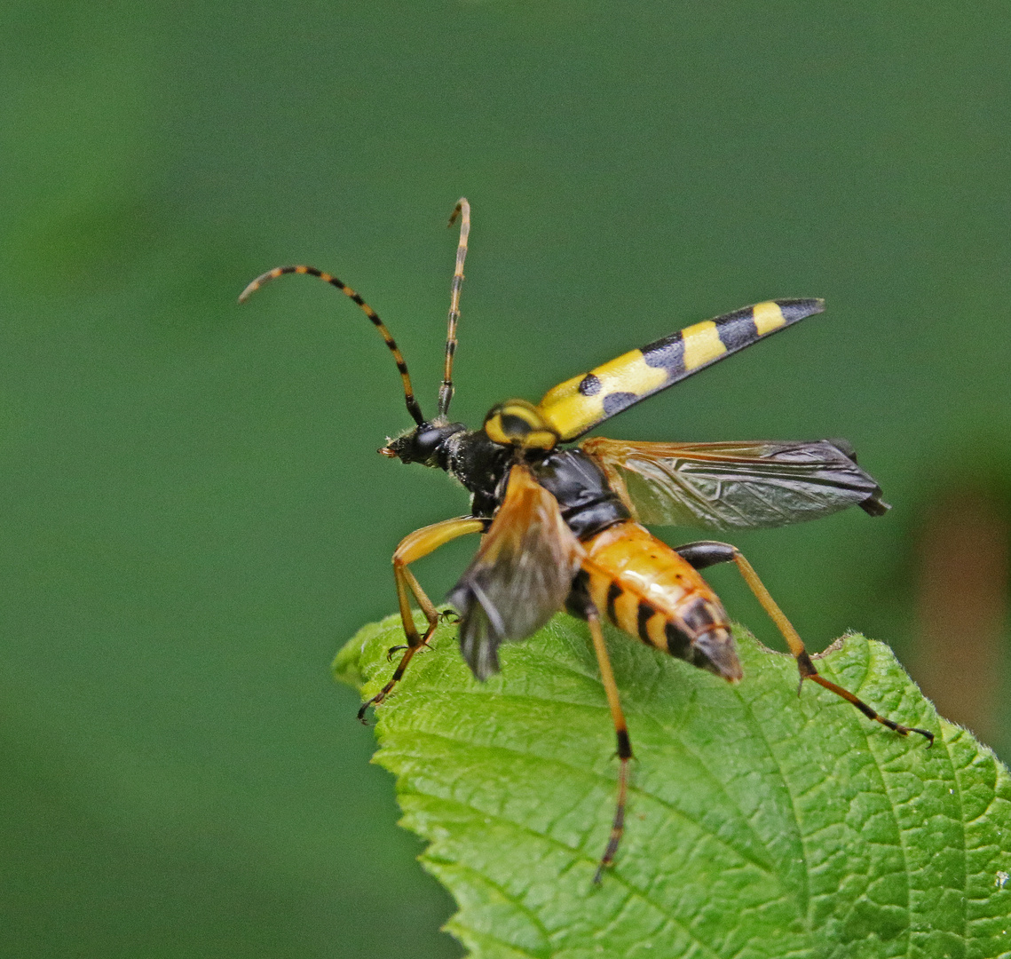 Vierbindige Schmalbock (Leptura quadrifasciata)