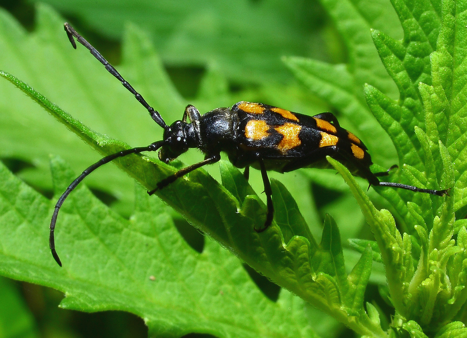 Vierbindiger Schmalbock