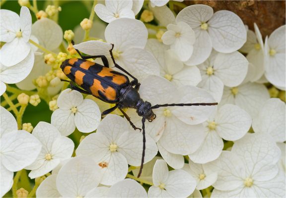 Vierbindiger Schmalbock