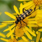 Vierbindiger  Schmalbock - Leptura quadrifasciata  ..... - 2 -