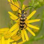 Vierbindiger Schmalbock - Leptura quadrifasciata ..... - 3 -