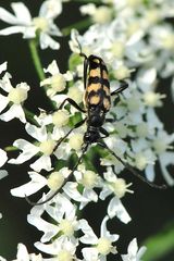 Vierbindiger Schmalbock (Leptura quadrifasciata)