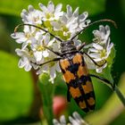 Vierbindiger Schmalbock (Leptura quadrifasciata)