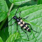 Vierbindiger Schmalbock (Leptura quadrifasciata); Männchen