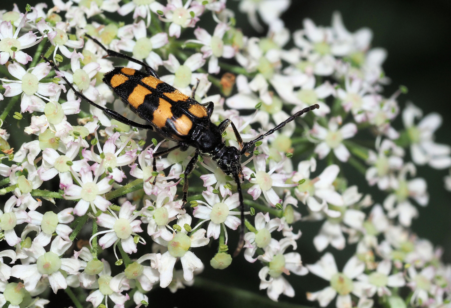 Vierbindiger Schmalbock ...Leptura quadrifasciata... Syn.: Strangalia quadrifasciata...