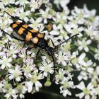 Vierbindiger Schmalbock ...Leptura quadrifasciata... Syn.: Strangalia quadrifasciata...