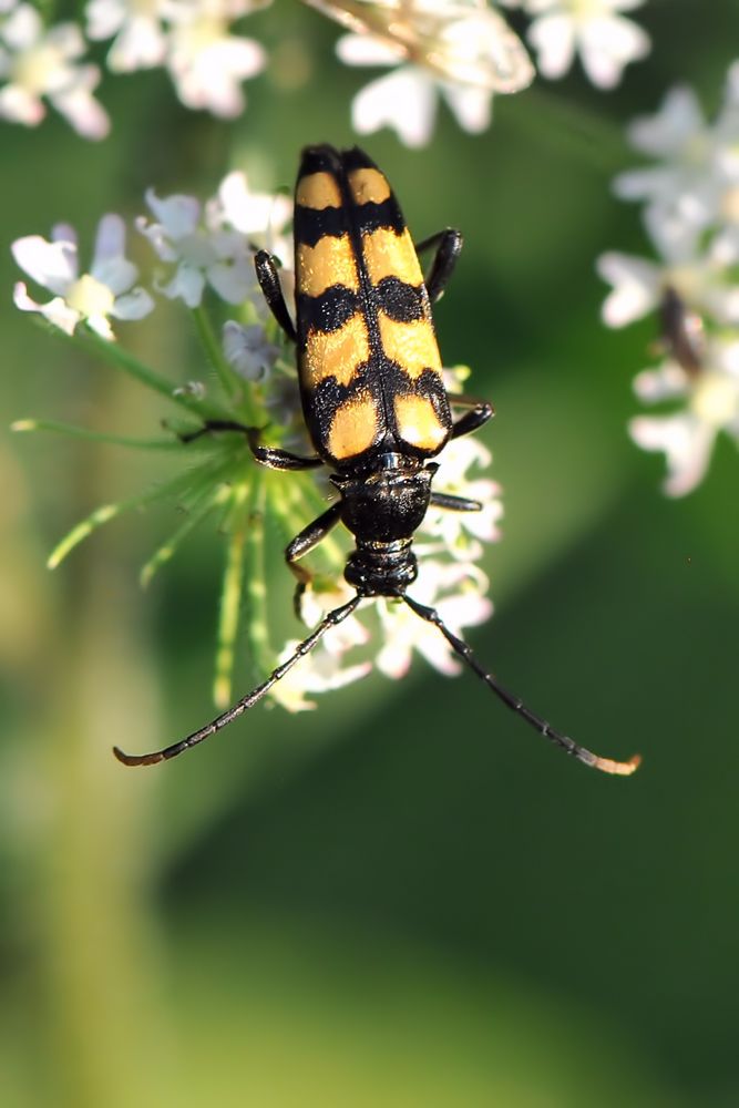 Vierbindiger Schmalbock (Leptura quadrifasciata) Weibchen