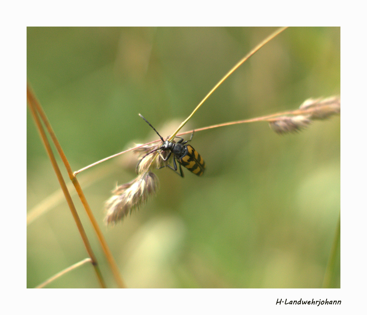 Vierbindiger Schmalbock - Strangalia quadrifasciata