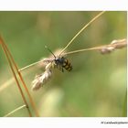 Vierbindiger Schmalbock - Strangalia quadrifasciata