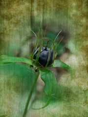 Vierblättrige Einbeere (Paris quadrifolia)