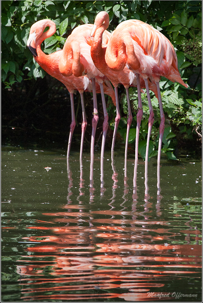Viereinhalb Flamingos