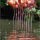 Viereinhalb Flamingos