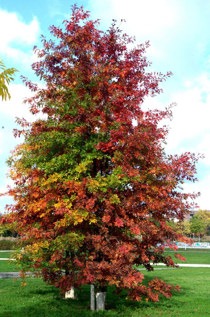 Vierfarbenbaum