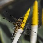 Vierfleck auf Goldkeule