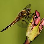 Vierfleck auf Schwanenblume