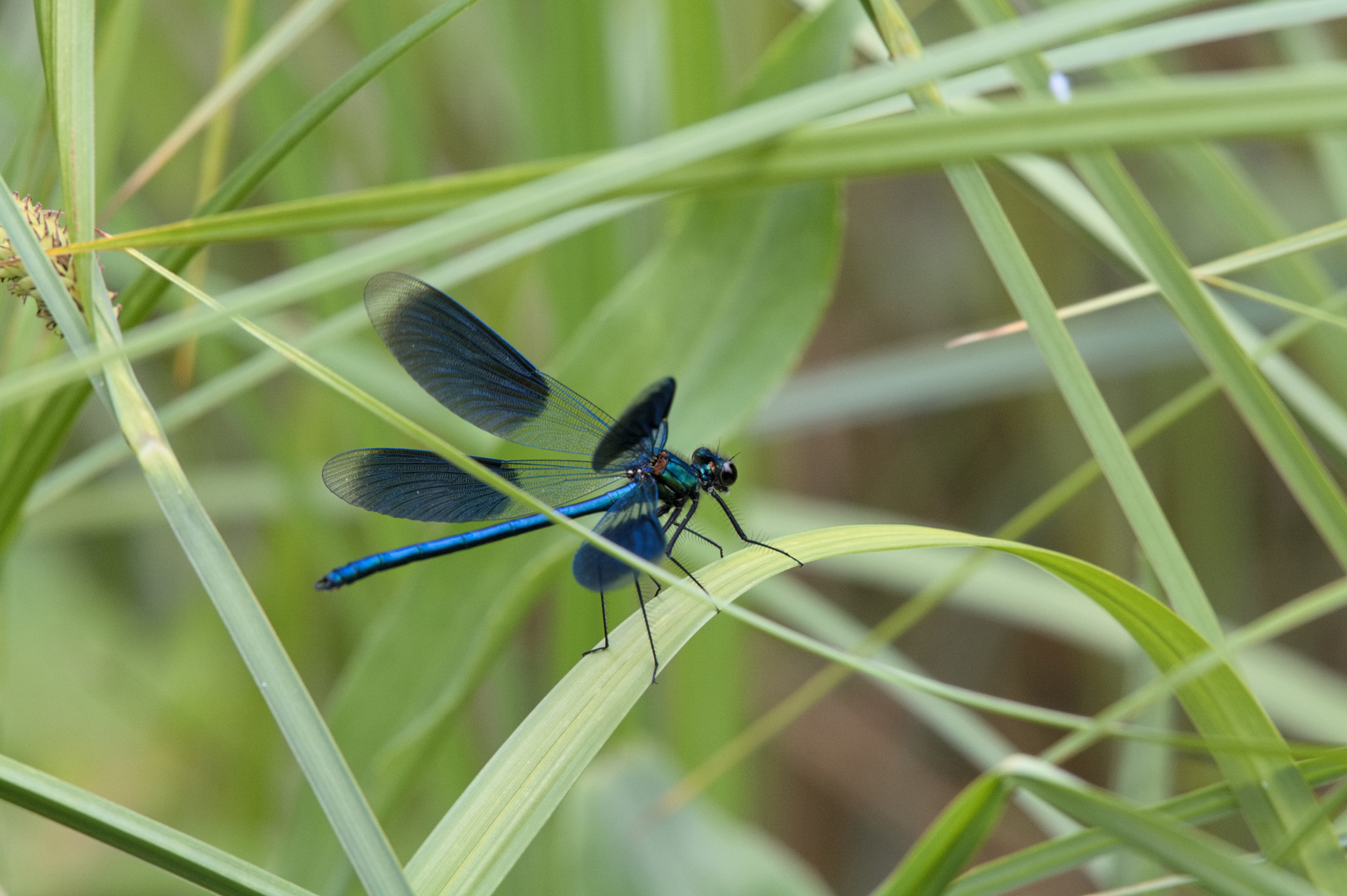 Vierfleck - Blauflügel - Libelle