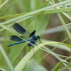 Vierfleck - Blauflügel - Libelle