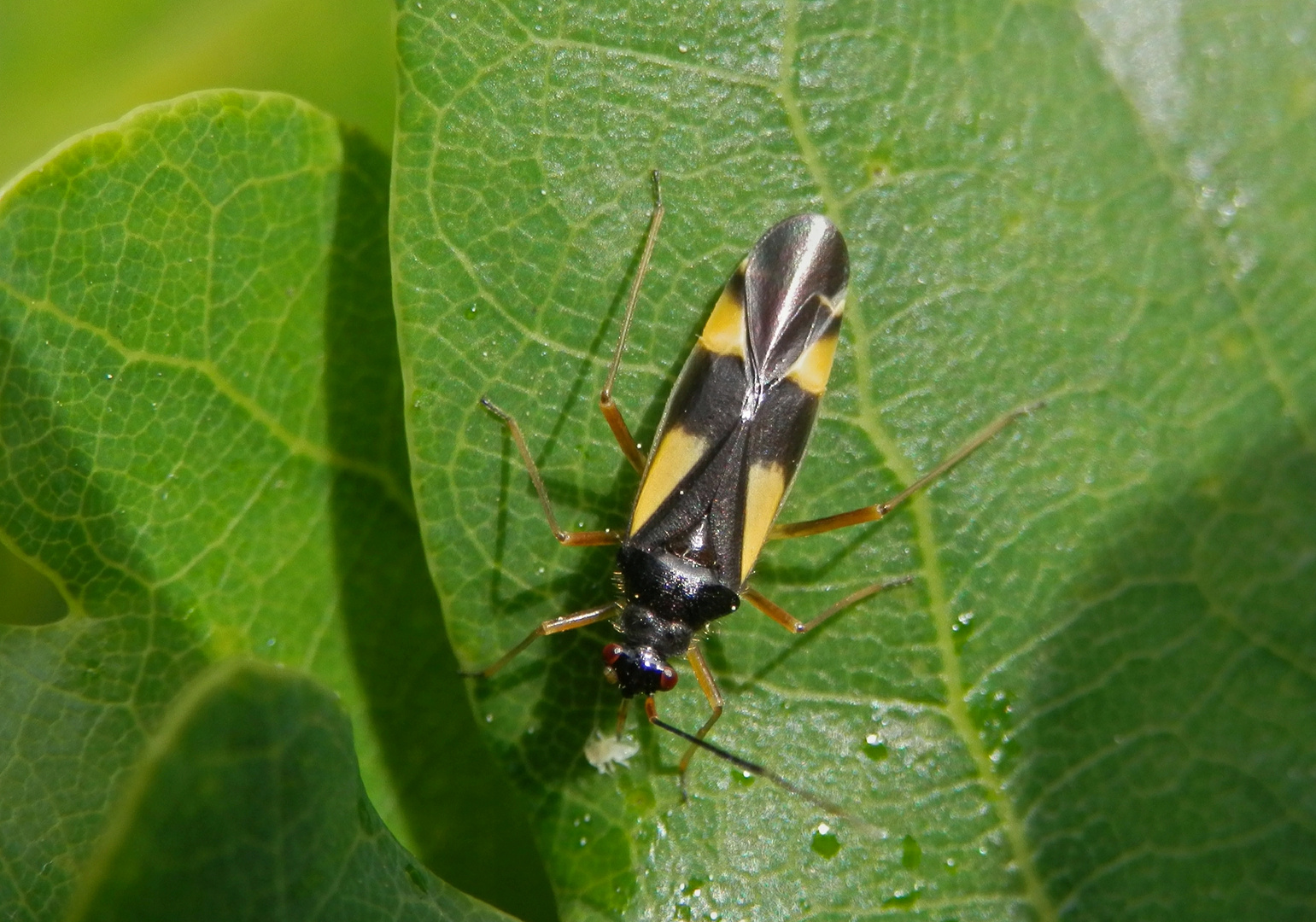 Vierfleck-Eichenwanze - Dryophilocoris flavoquadrimaculatus