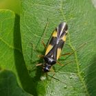 Vierfleck-Eichenwanze - Dryophilocoris flavoquadrimaculatus