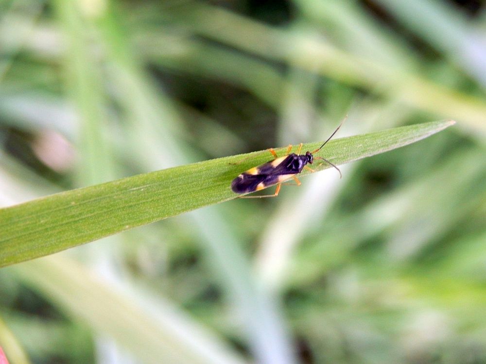 Vierfleck-Eichenweichwanze (Dryophilocoris flavoquadrimaculatus)