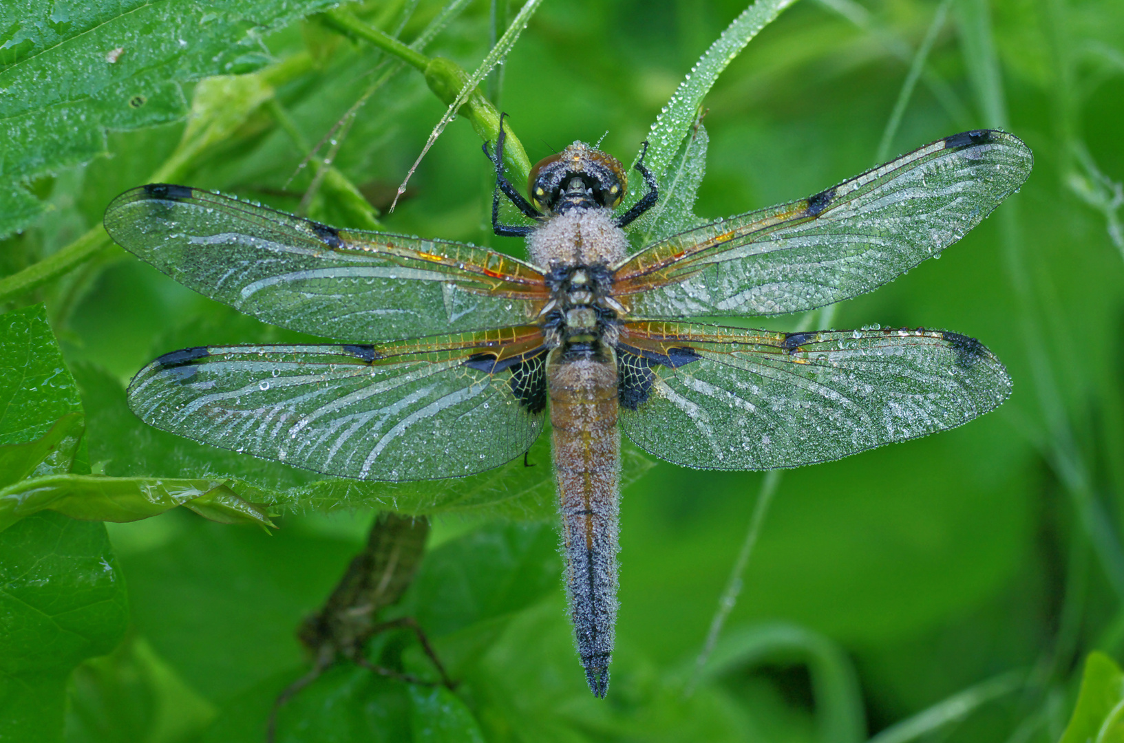 Vierfleck, Farbform praenubila