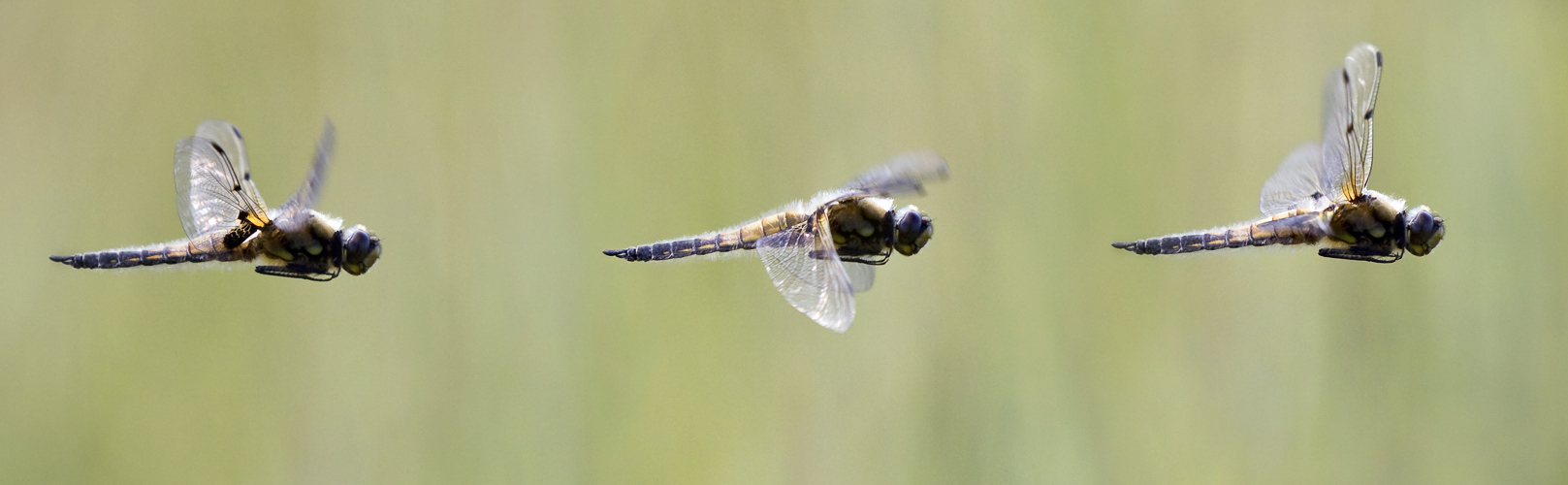 Vierfleck Flugstudie