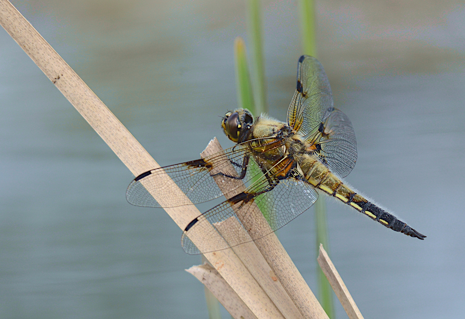 Vierfleck Großlibelle