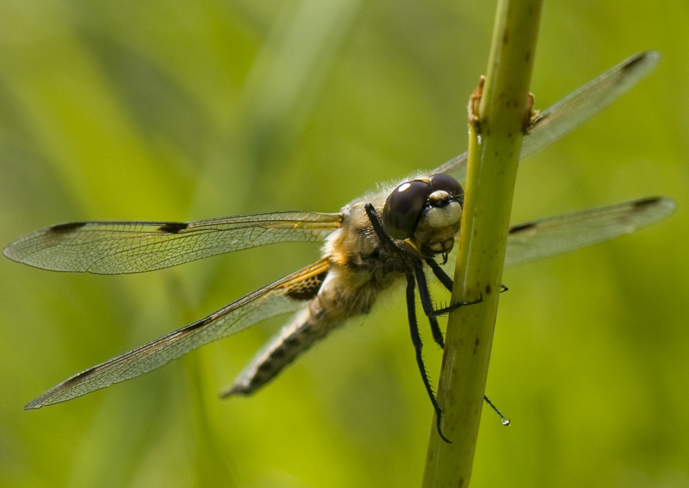 Vierfleck im Botanischen Garten