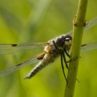 Vierfleck im Botanischen Garten