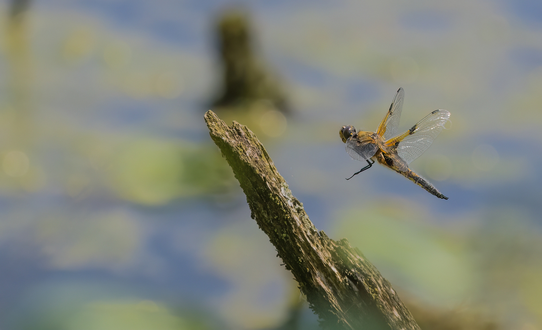 Vierfleck im Landeanflug