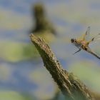 Vierfleck im Landeanflug